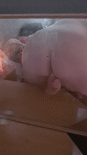 fat chubbyblondebbw sthz65 2